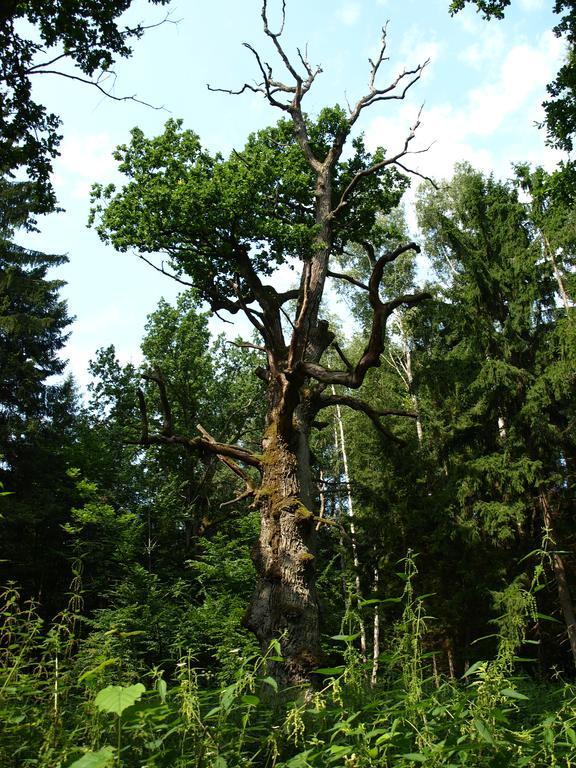 Kwiatowa Zagroda Białowieża Exterior foto