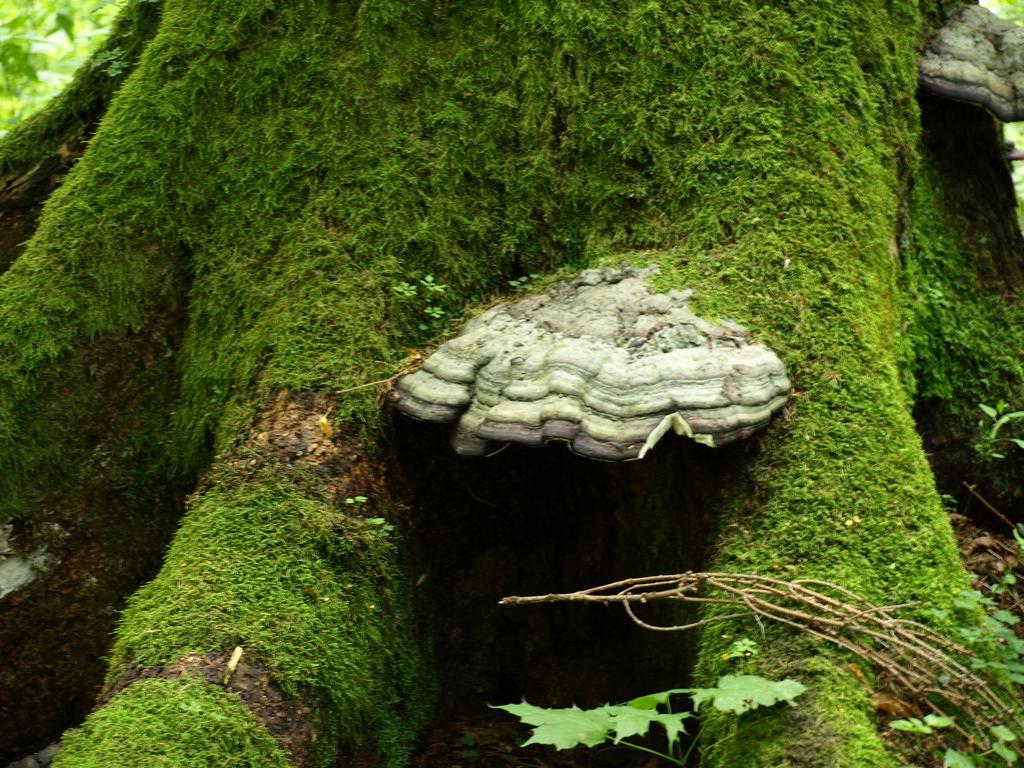Kwiatowa Zagroda Białowieża Exterior foto